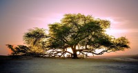 Reality Tree 2