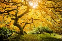 Reality Tree 3